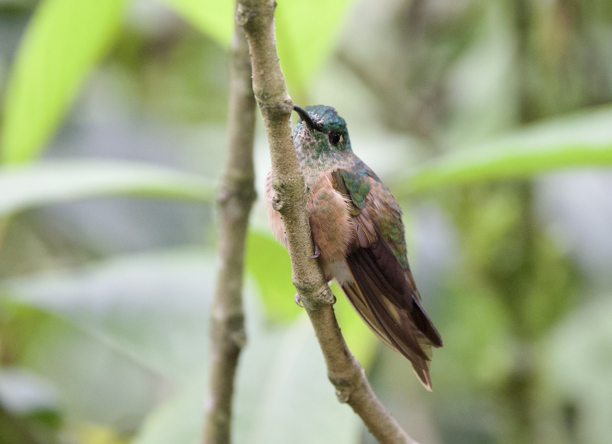 チャムネテリハチドリ - ML645950273