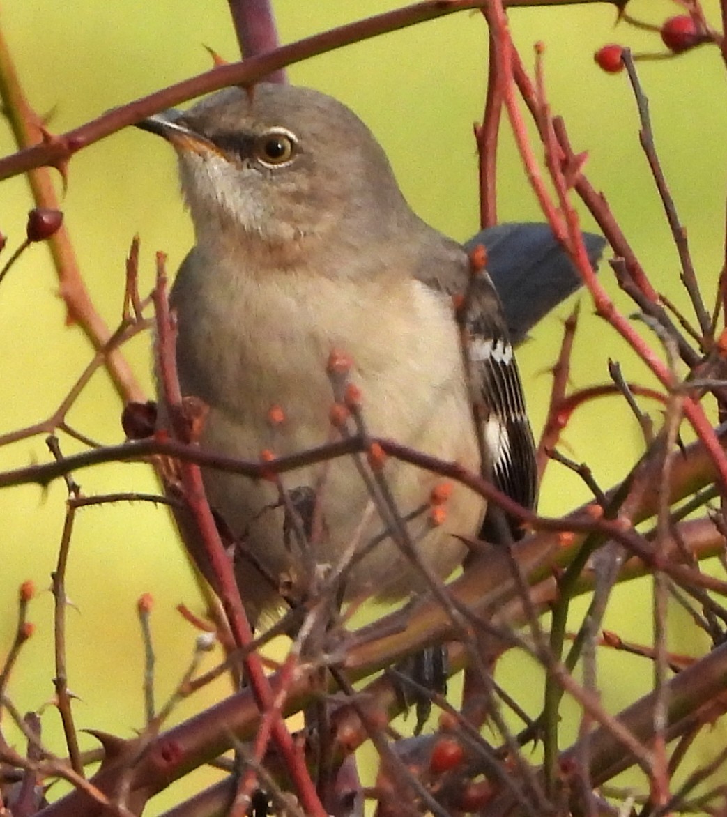 Пересмішник багатоголосий - ML645950280