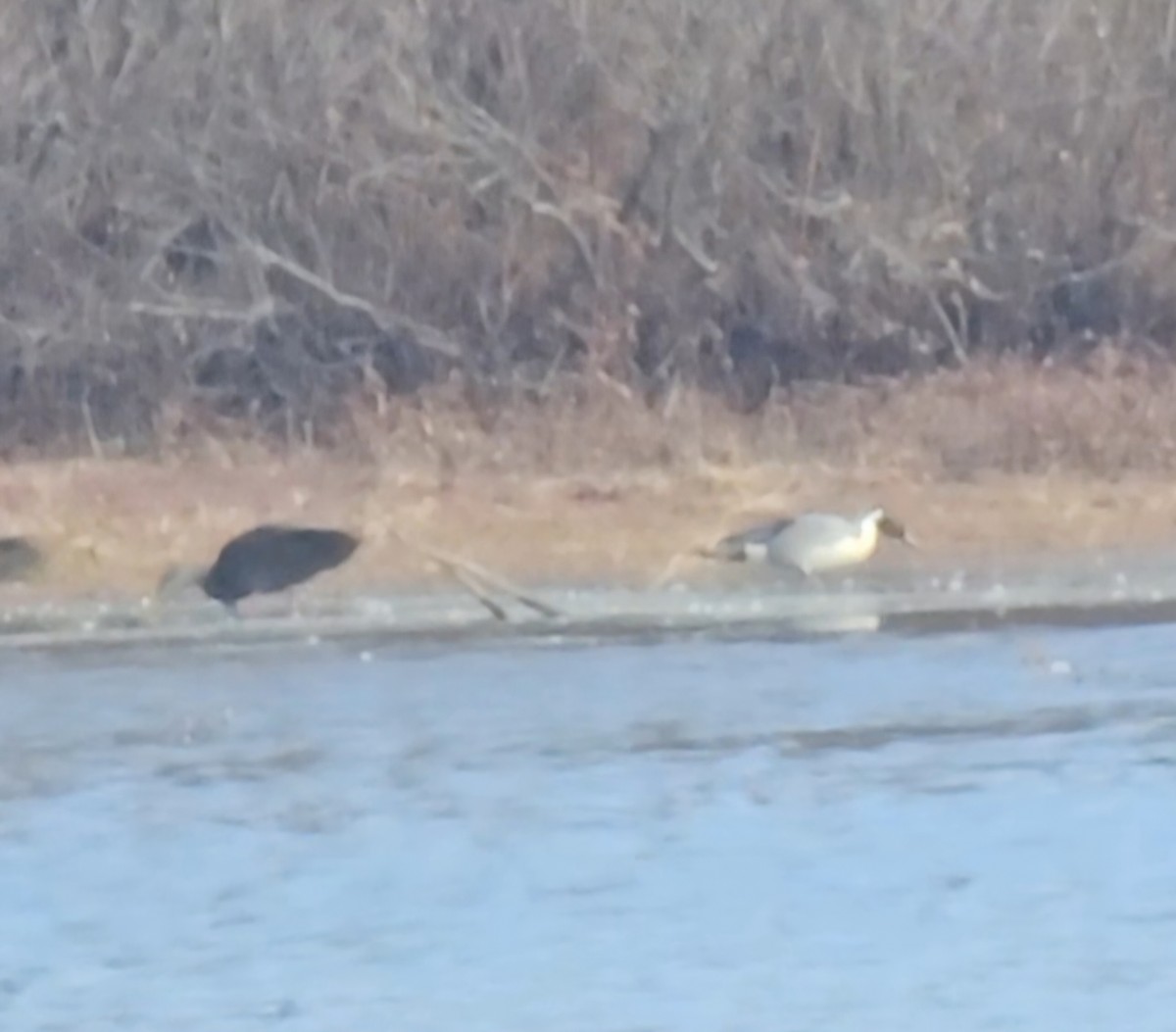 Northern Pintail - ML645950301