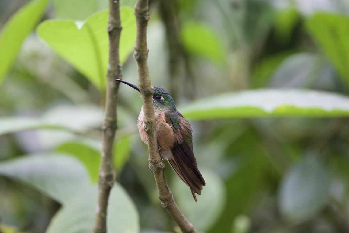 チャムネテリハチドリ - ML645950311