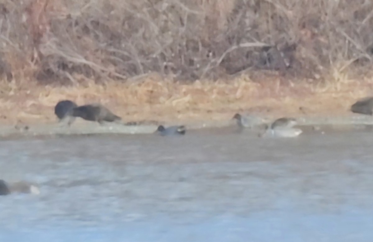 Green-winged Teal - ML645950319