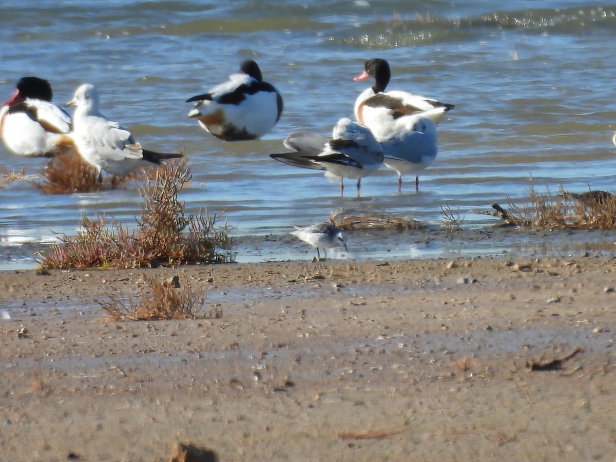 Phalarope à bec étroit - ML645950330