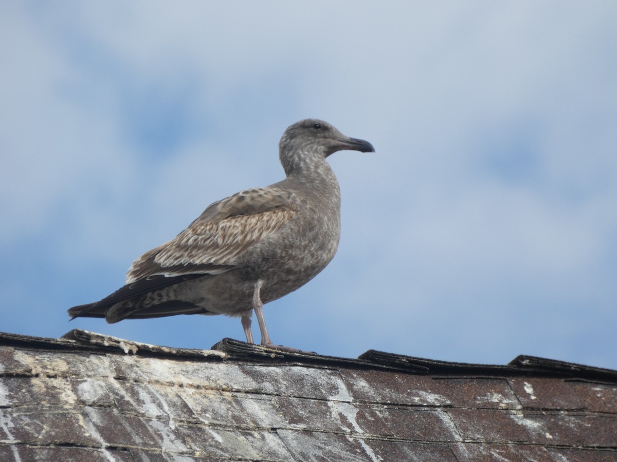 Мартин західний - ML645950333