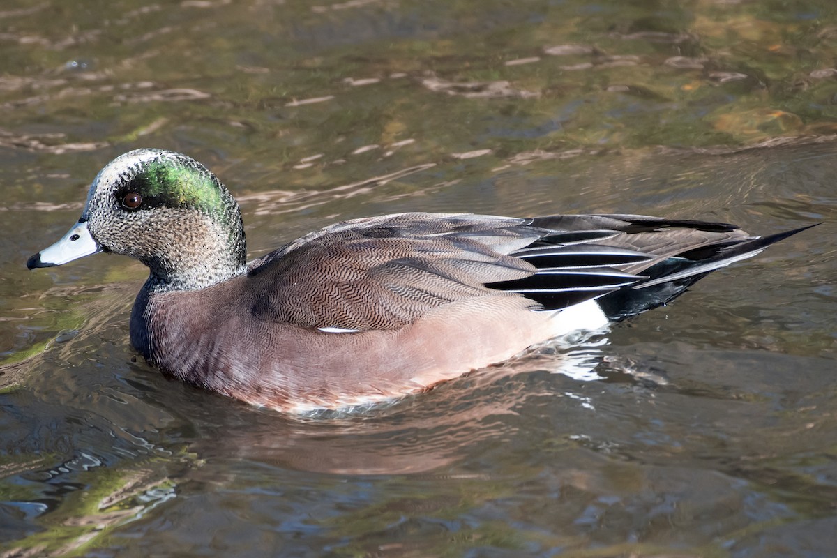 American Wigeon - ML645950334