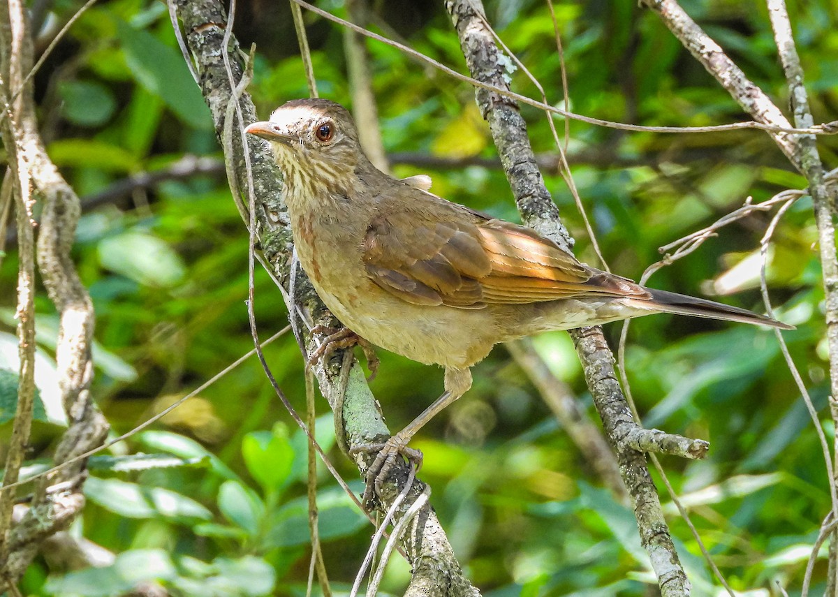 Pale-breasted Thrush - ML645950335