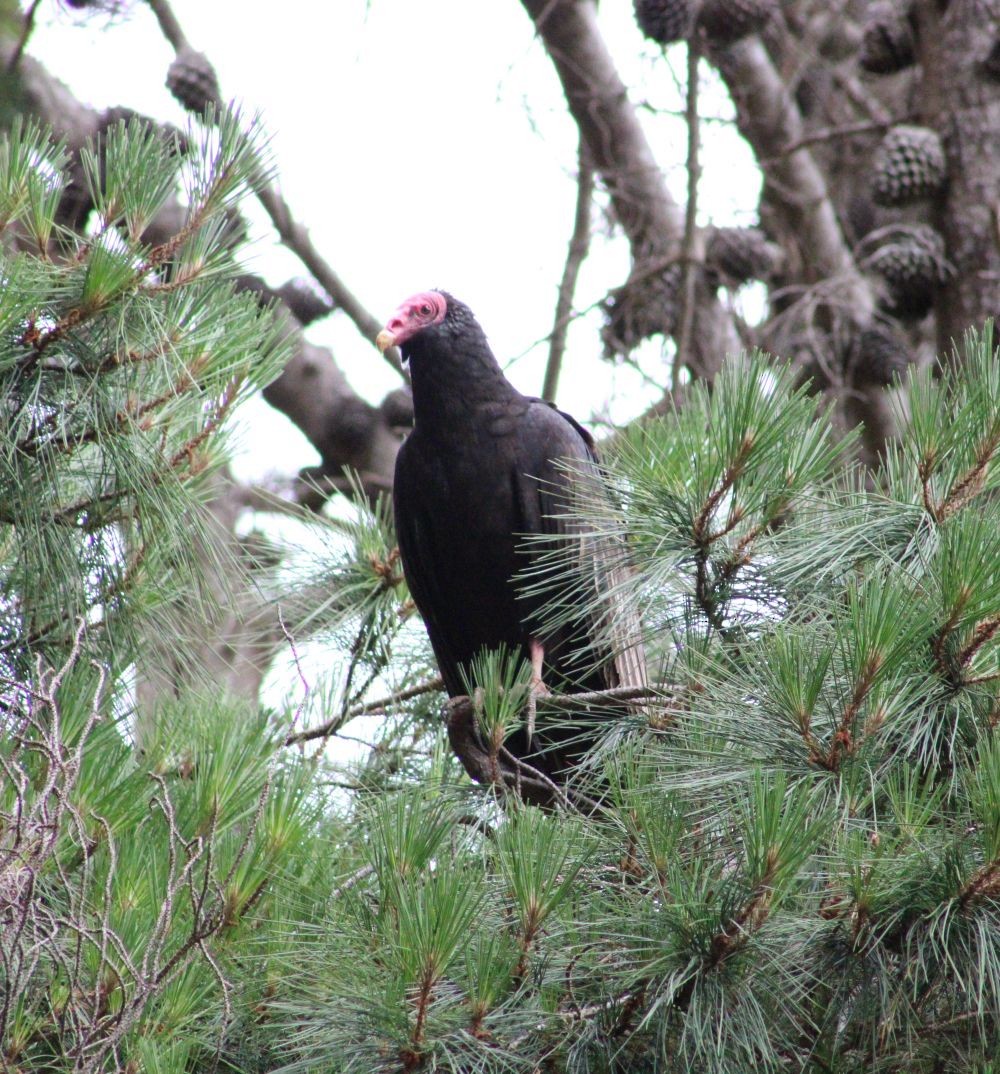 Turkey Vulture (South Temperate) - ML645950343