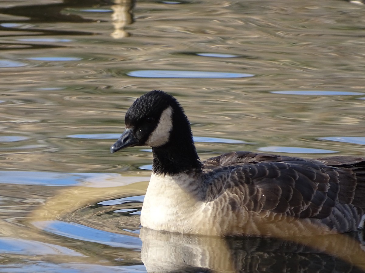 Cackling Goose (Richardson's) - ML645950344