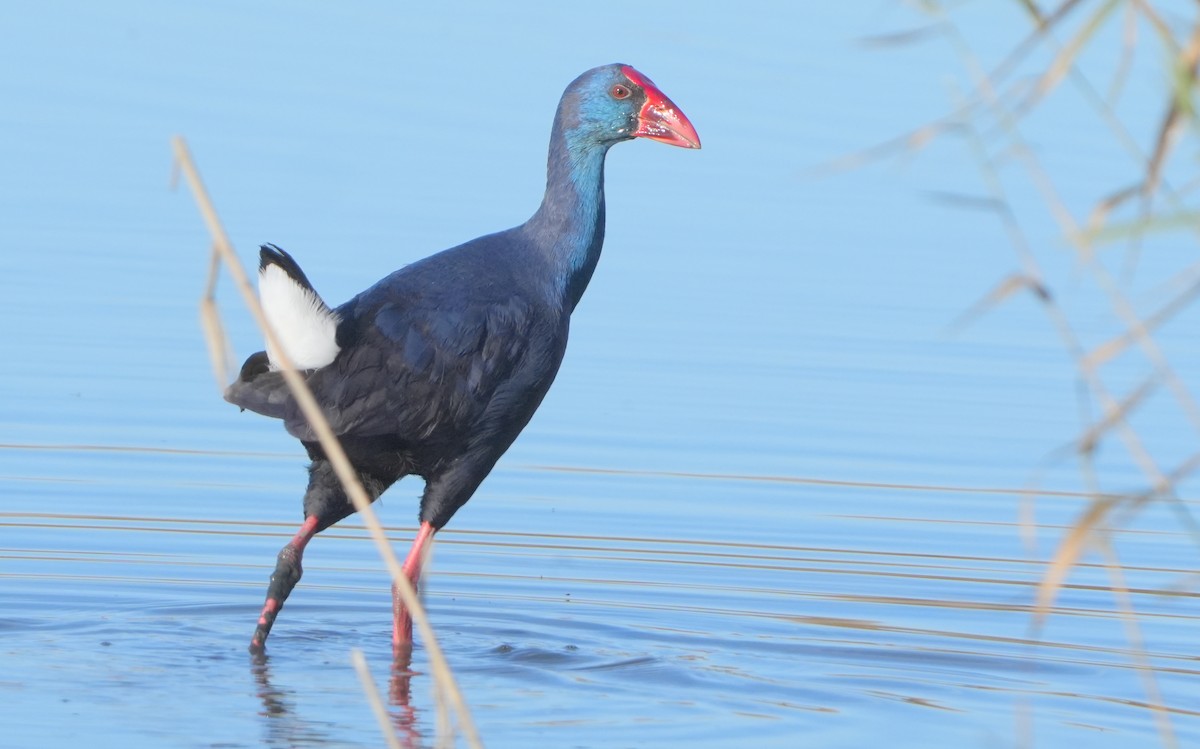 Western Swamphen - ML645950347