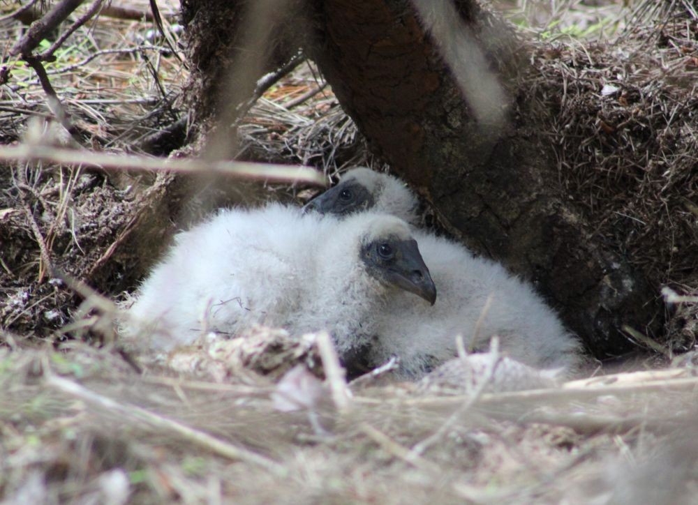 Turkey Vulture (South Temperate) - ML645950348