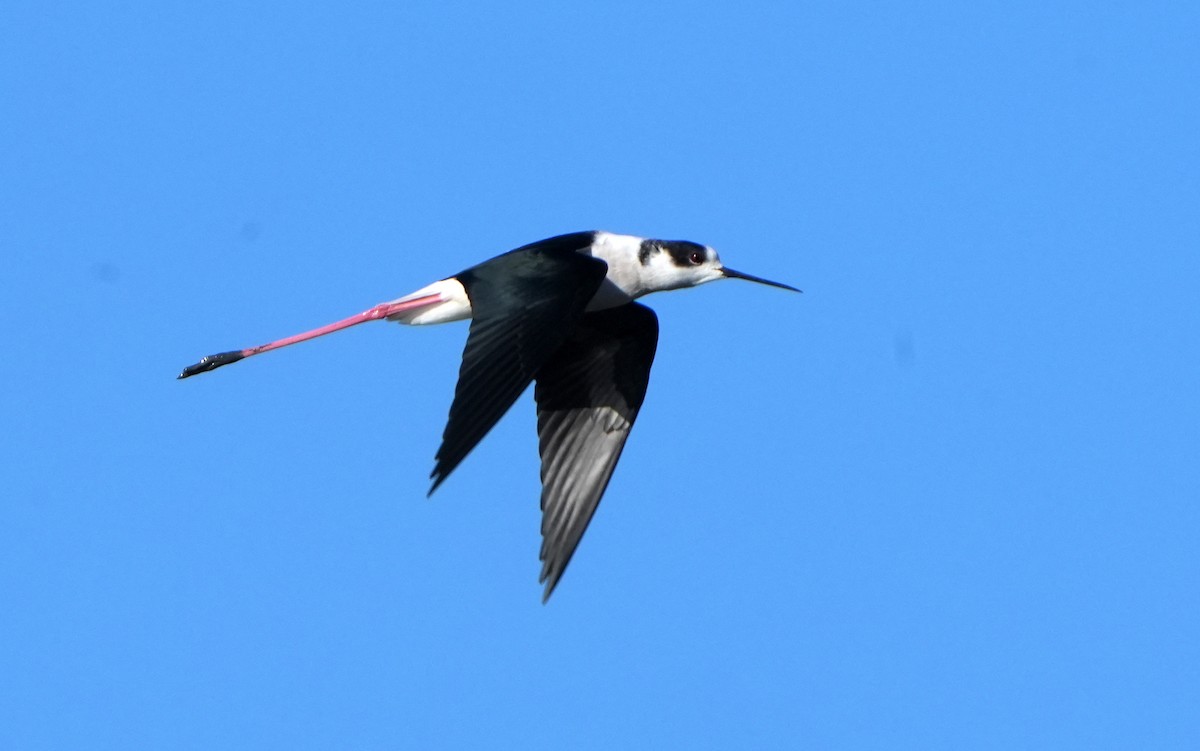 Black-winged Stilt - ML645950351