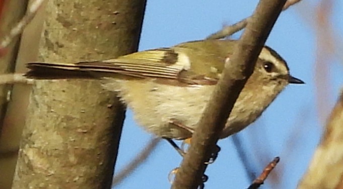 Erregetxo amerikarra - ML645950352