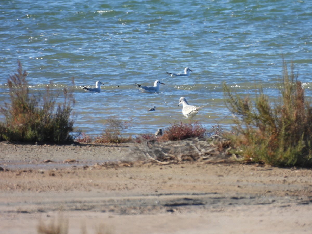 Goéland cendré - ML645950353