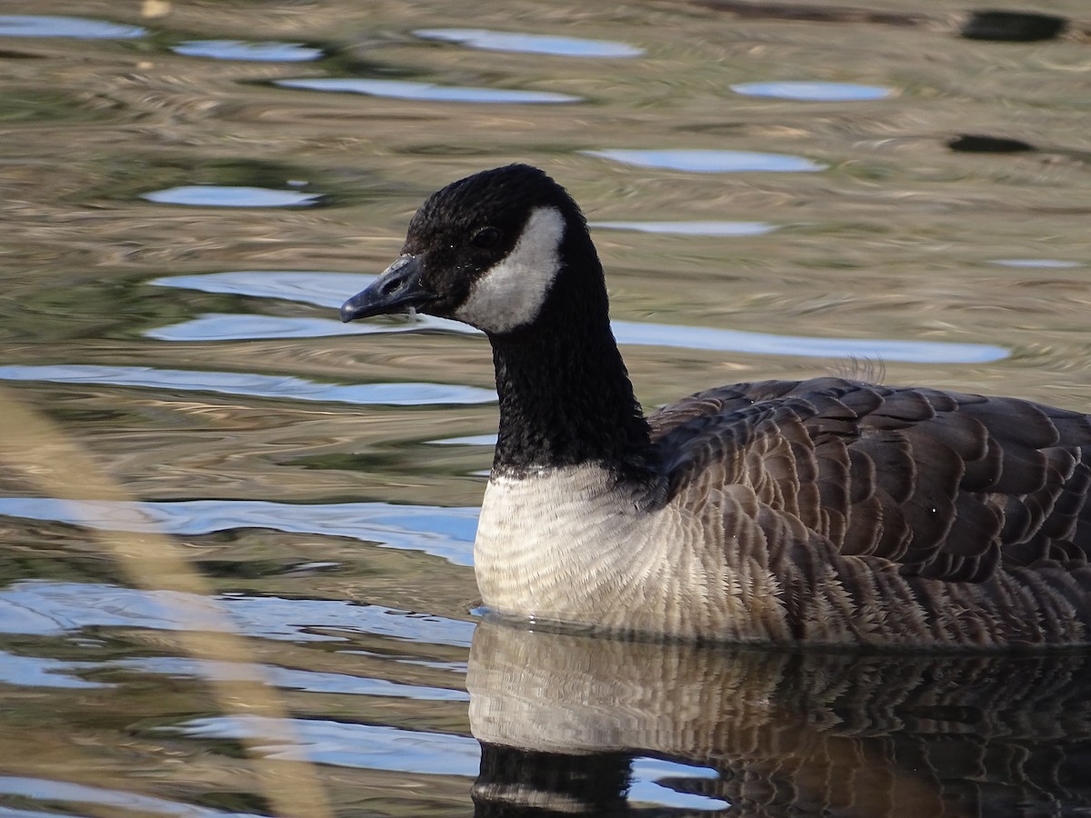 Cackling Goose (Richardson's) - ML645950354