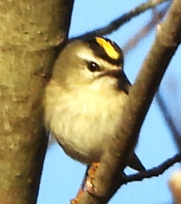 Erregetxo amerikarra - ML645950355