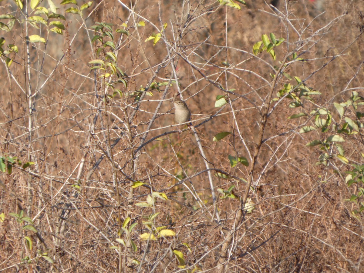 Northern House Wren - ML645950364