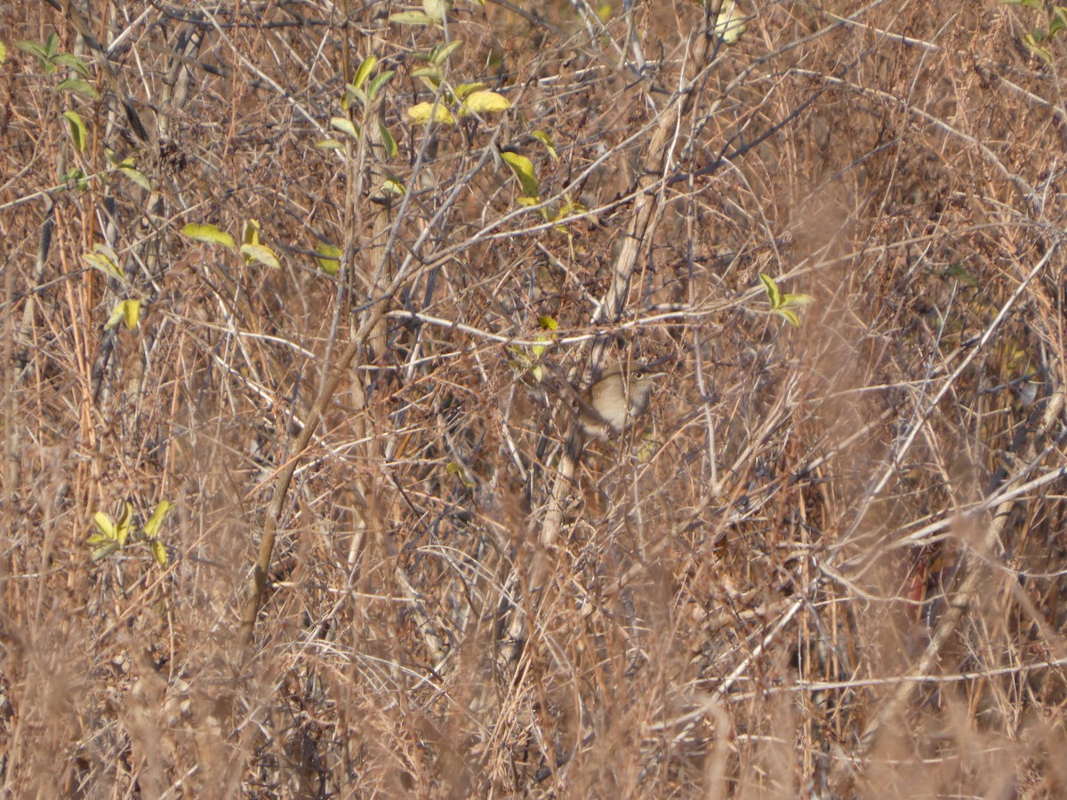 Northern House Wren - ML645950365