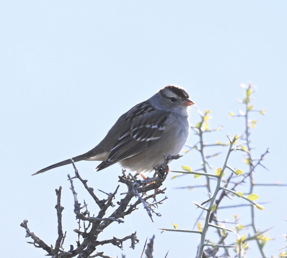 White-crowned Sparrow - ML645950366