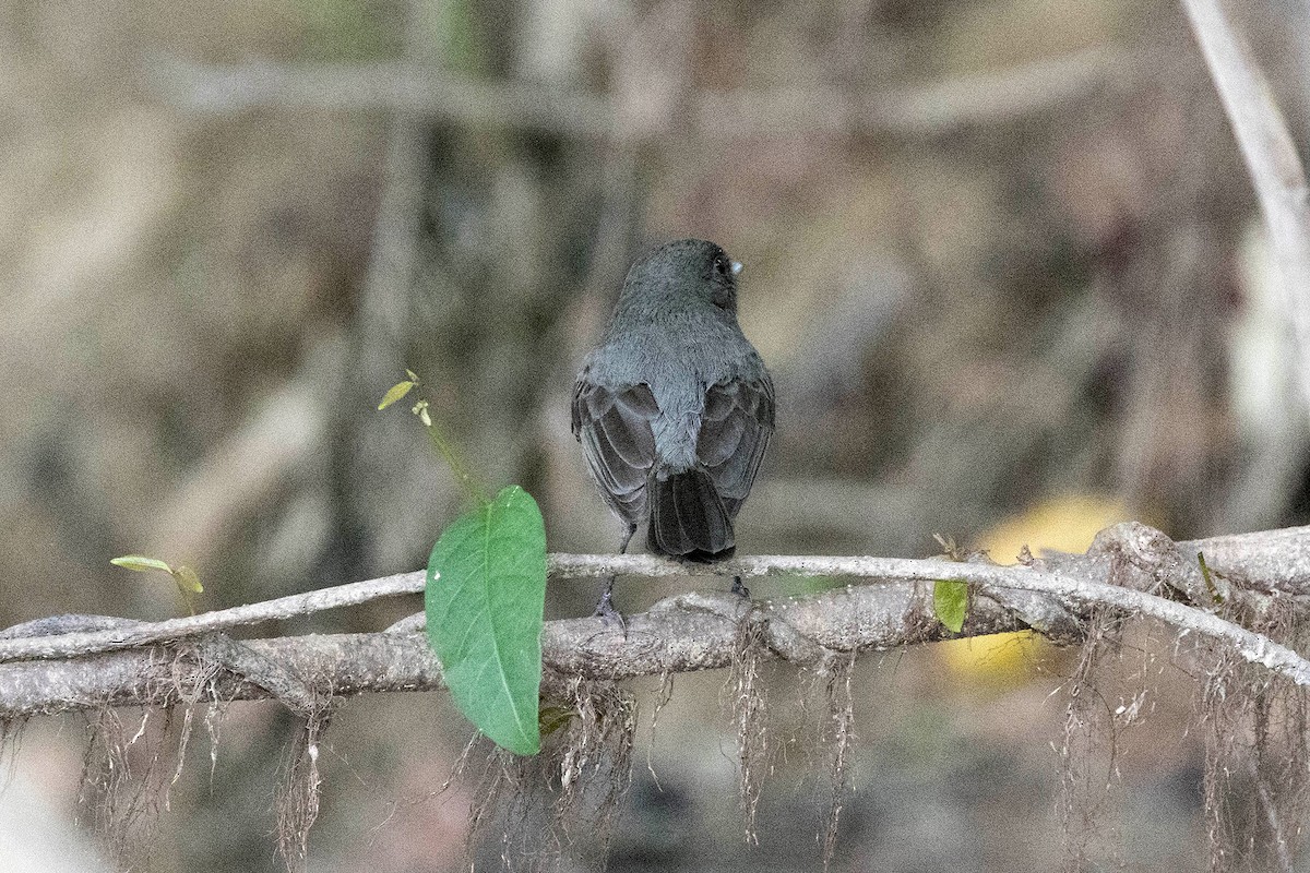 Riverside Tyrant - ML645950384