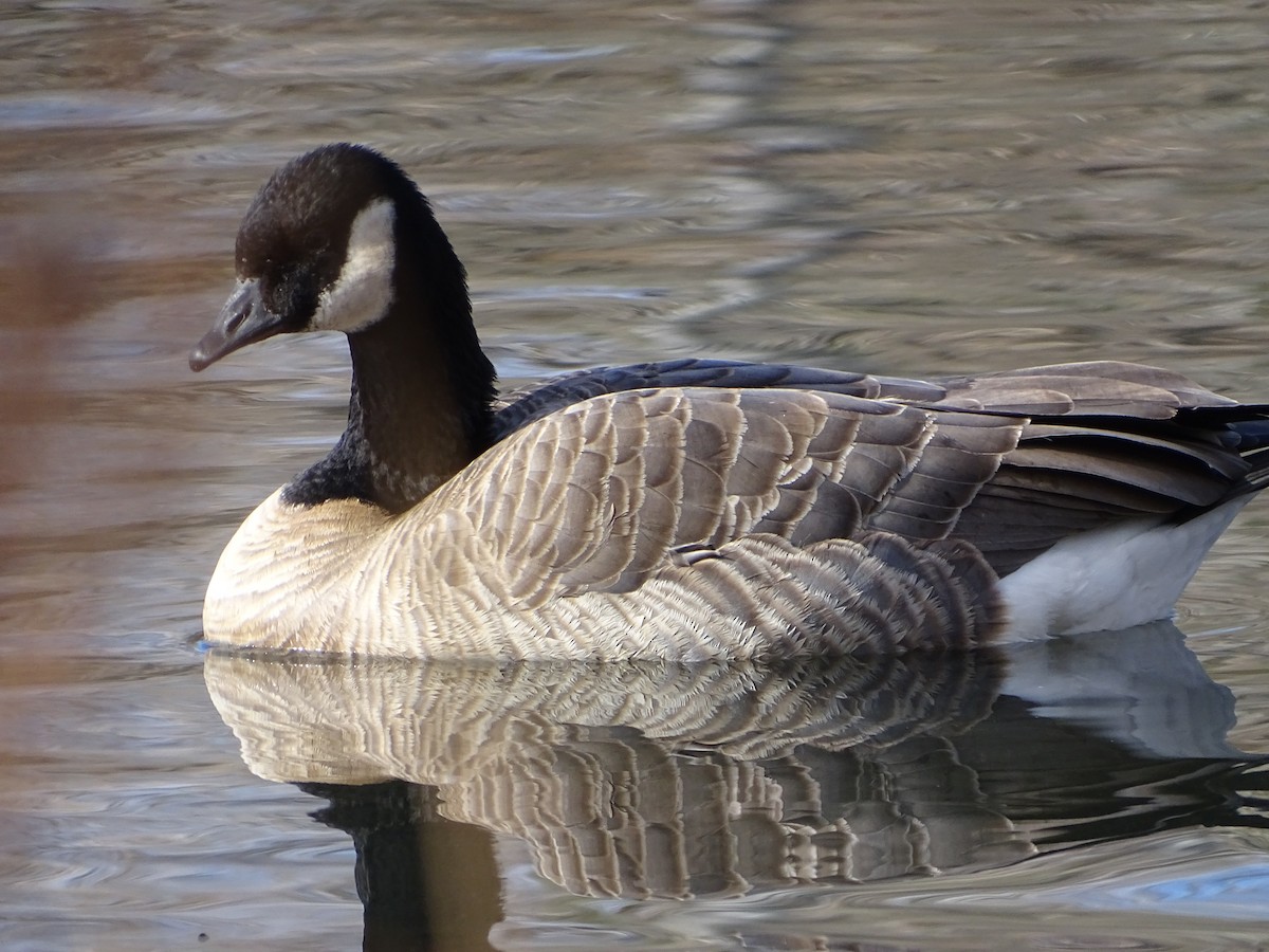 Cackling Goose - ML645950389