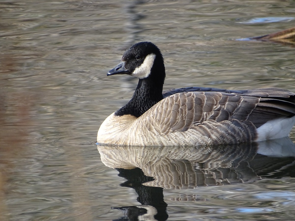 Cackling Goose - ML645950390