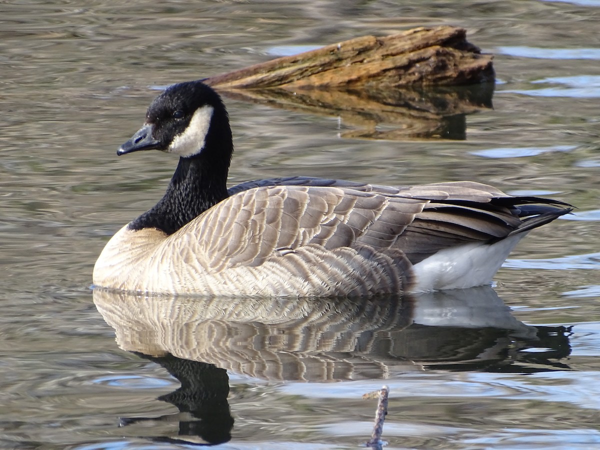 Cackling Goose - ML645950391