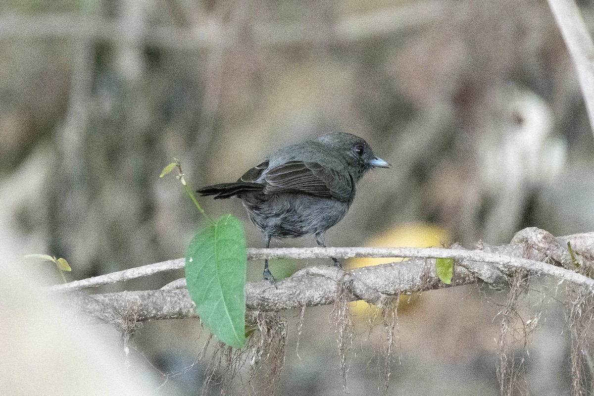 Riverside Tyrant - ML645950393