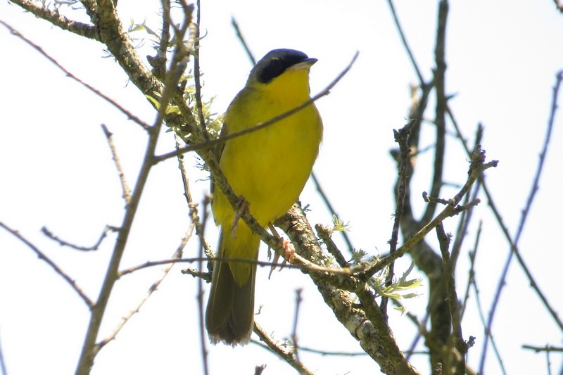 Southern Yellowthroat - ML645950397