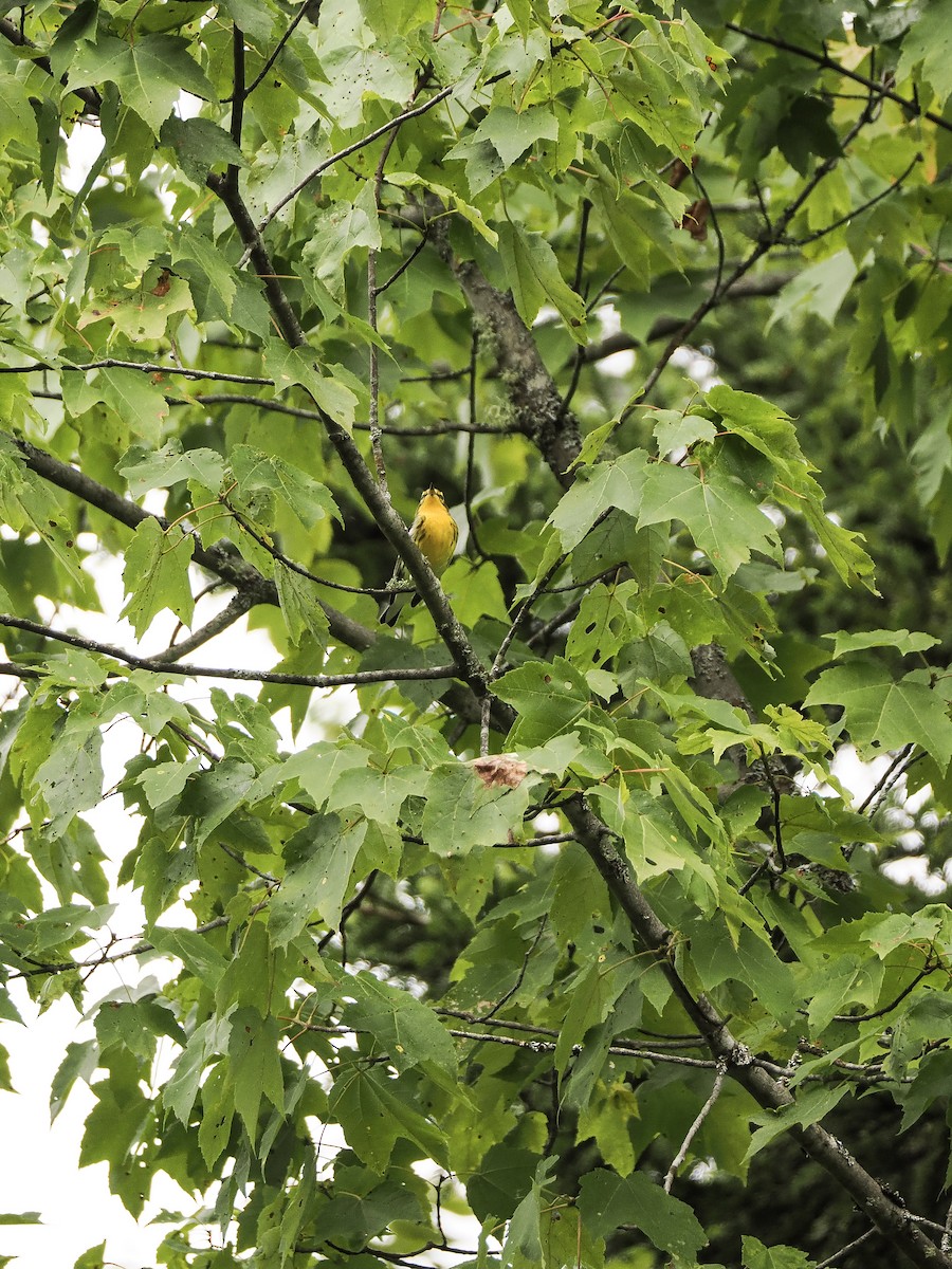 Blackburnian Warbler - ML645950398