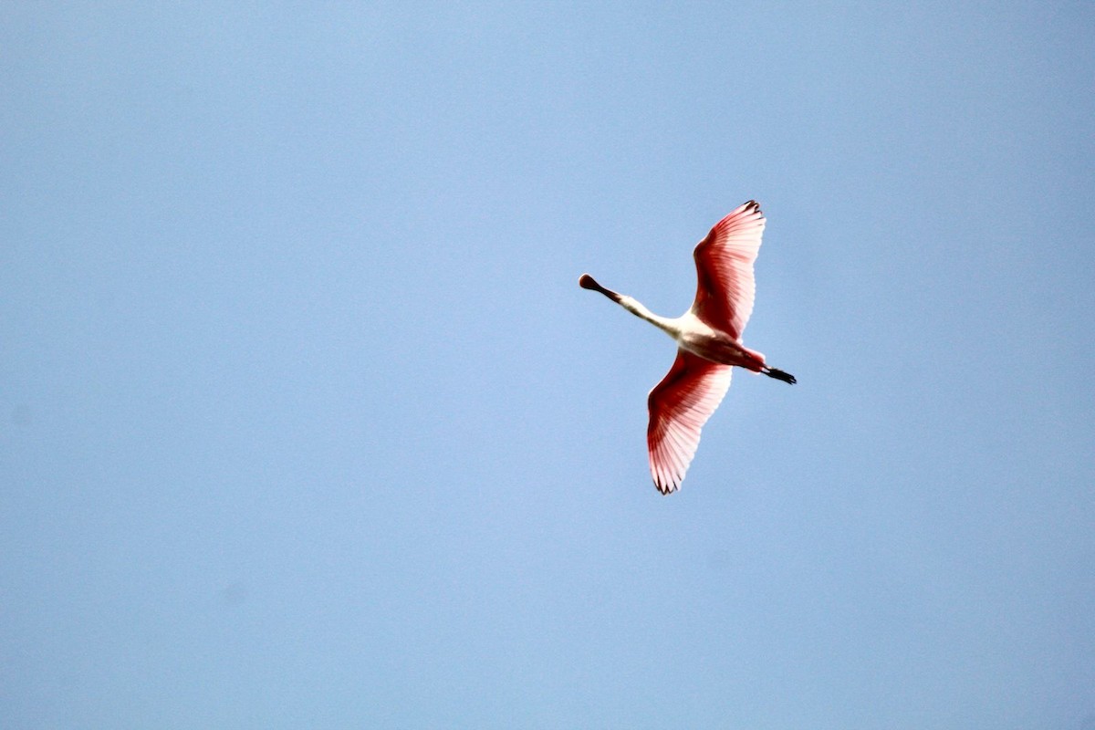 Espátula Rosada - ML645950402