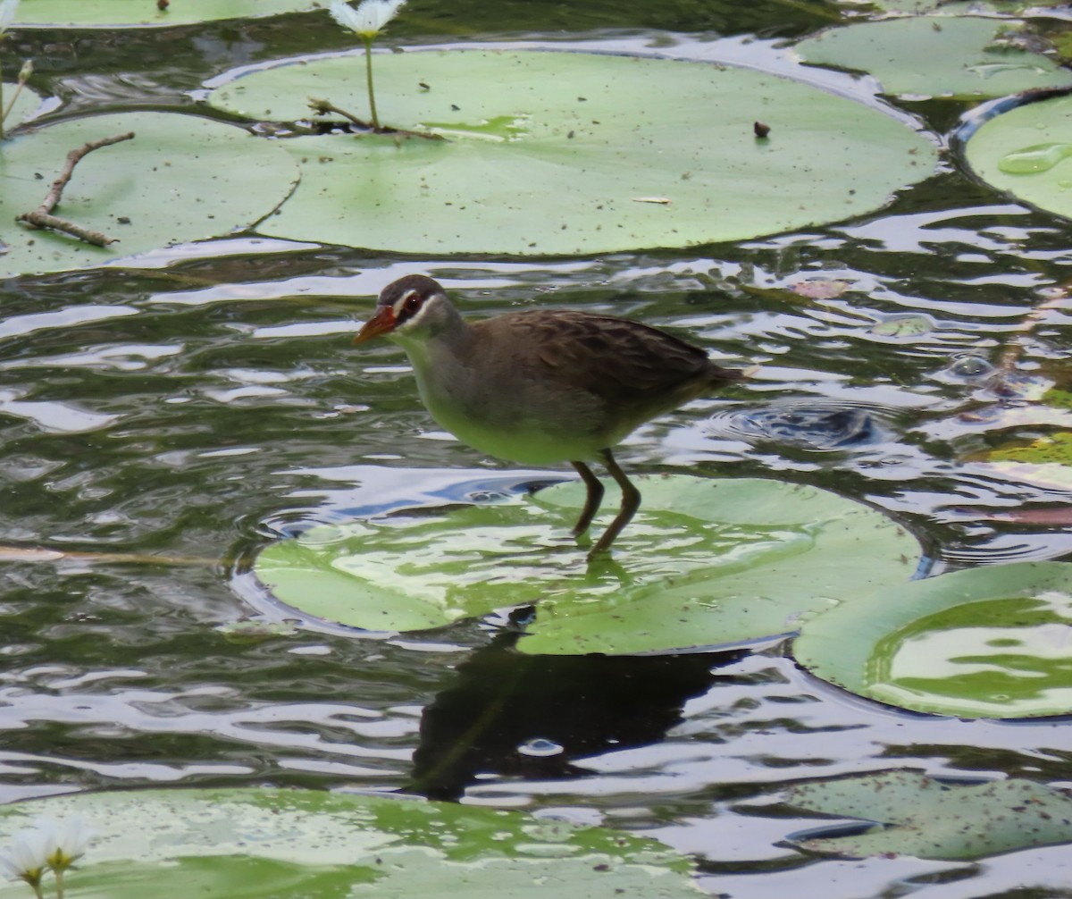 白眉秧雞 - ML645950405