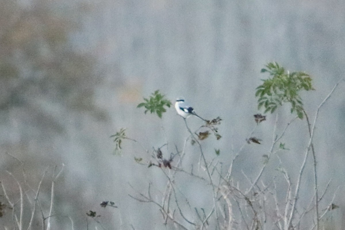 Great Gray Shrike - ML645950406