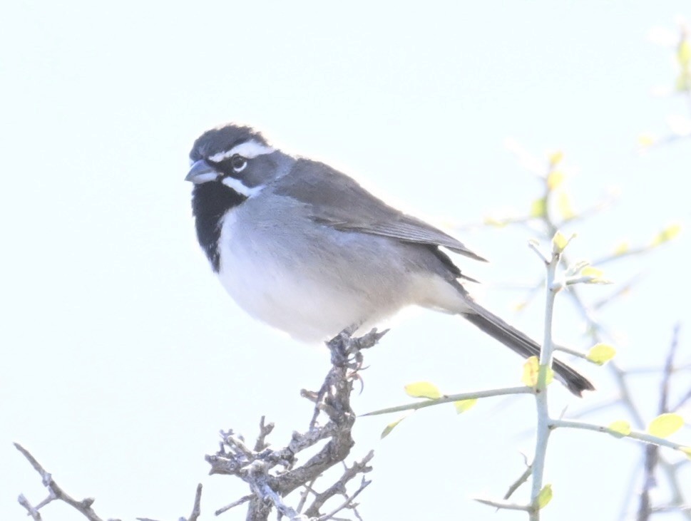 Black-throated Sparrow - ML645950410