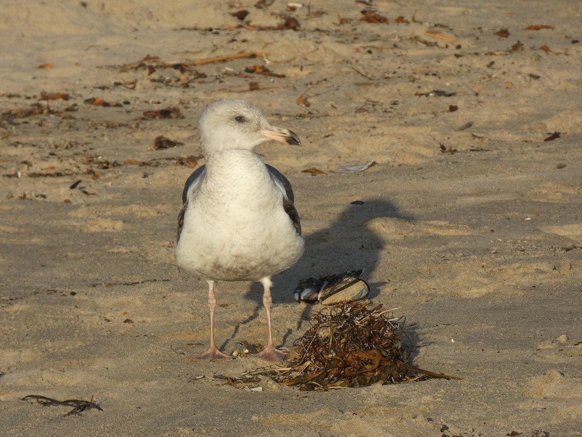 Мартин західний - ML645950411