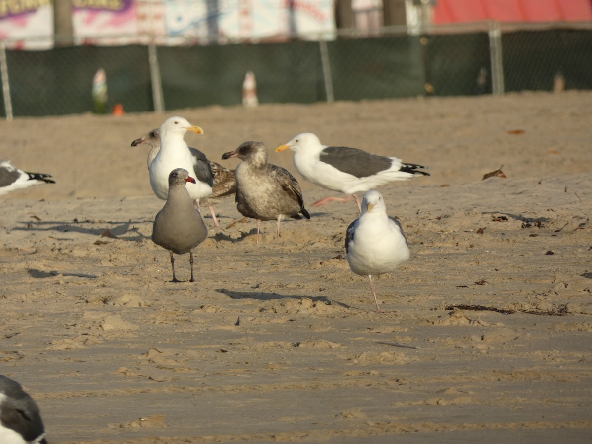 Мартин західний - ML645950412