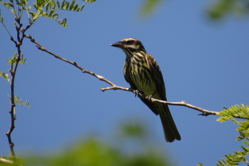 Streaked Flycatcher - ML645950416
