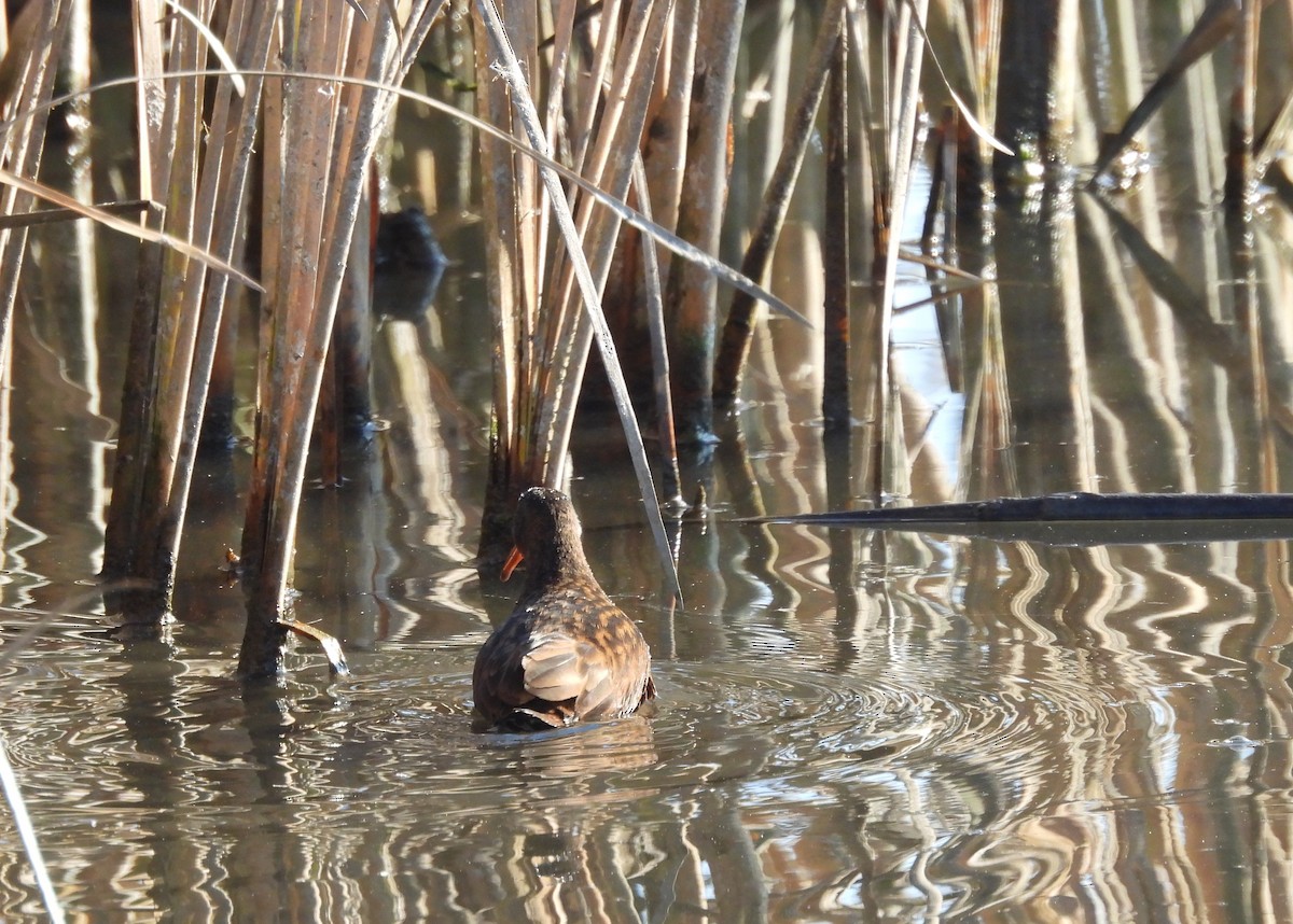 Uroilanda virginiarra - ML645950417