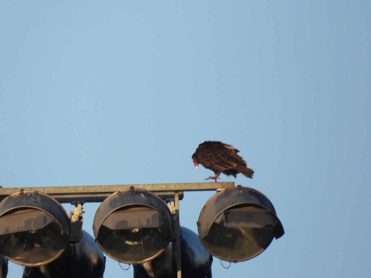 Turkey Vulture - ML645950418