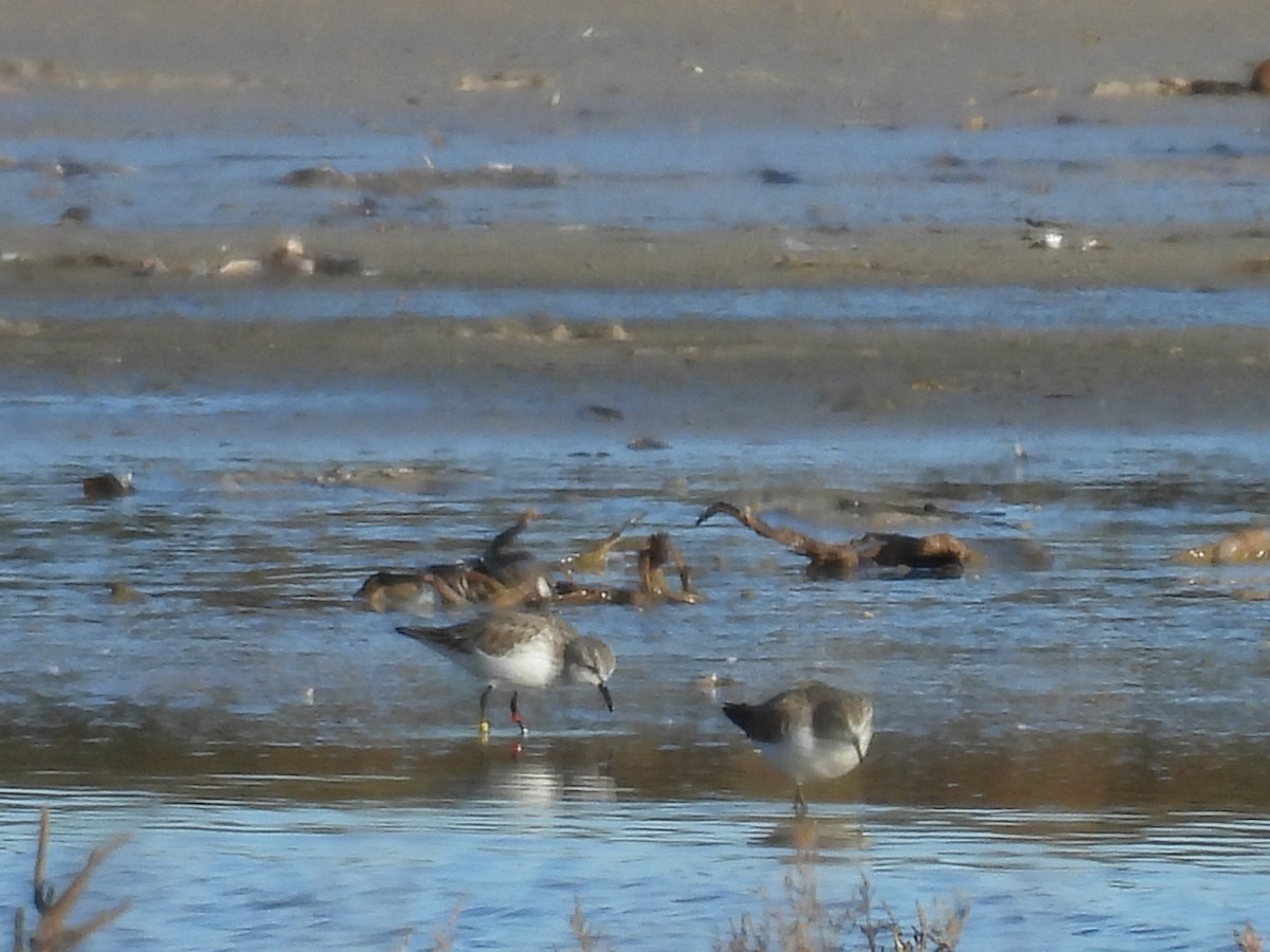 Little Stint - ML645950422