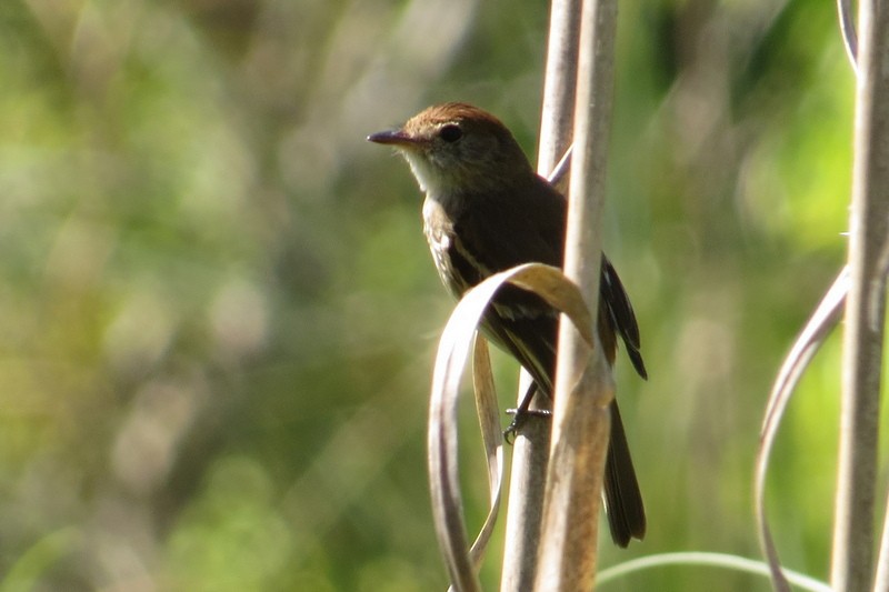 Bran-colored Flycatcher - ML645950423