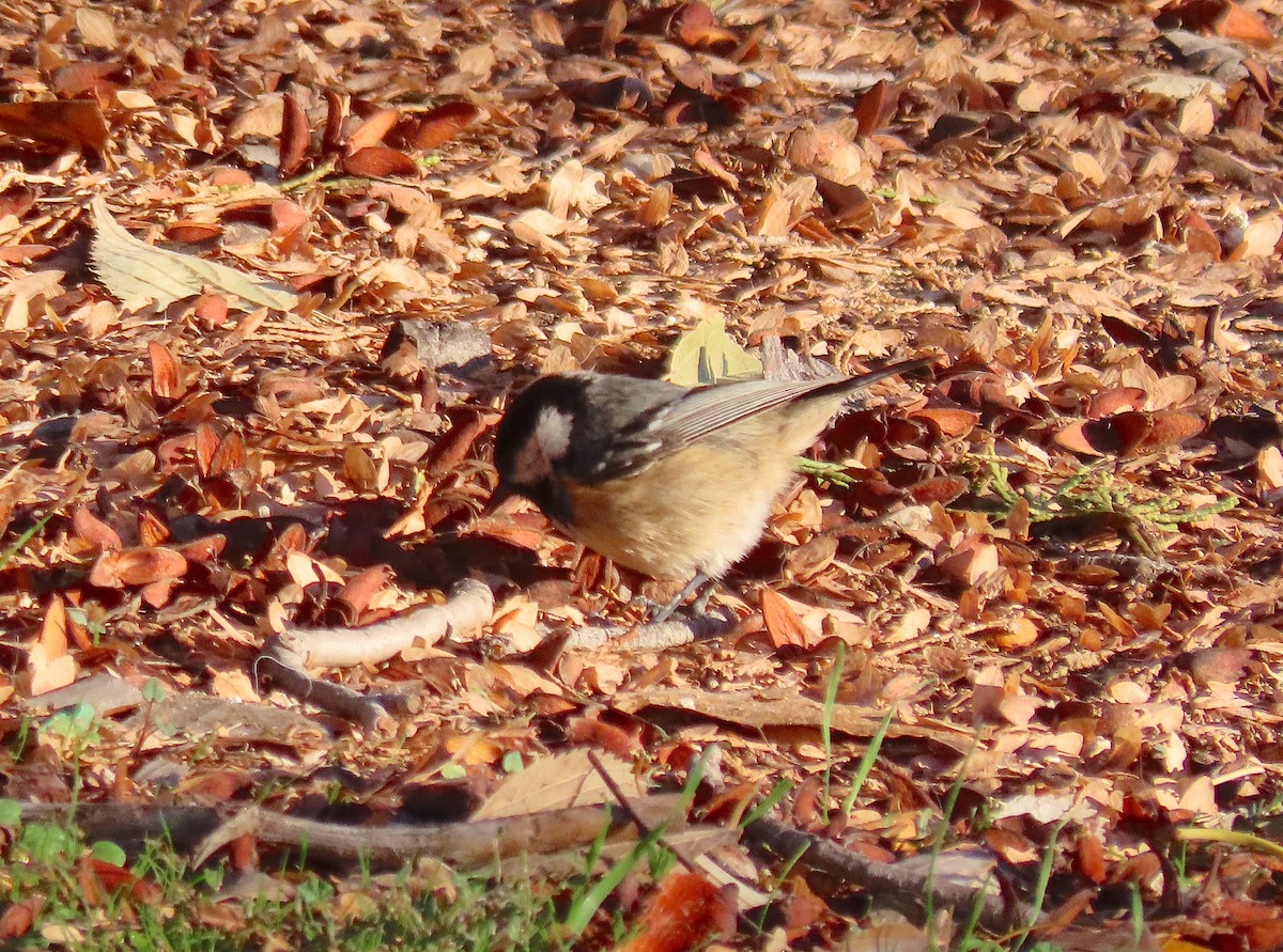 Өдөрч хөх бух - ML645950424