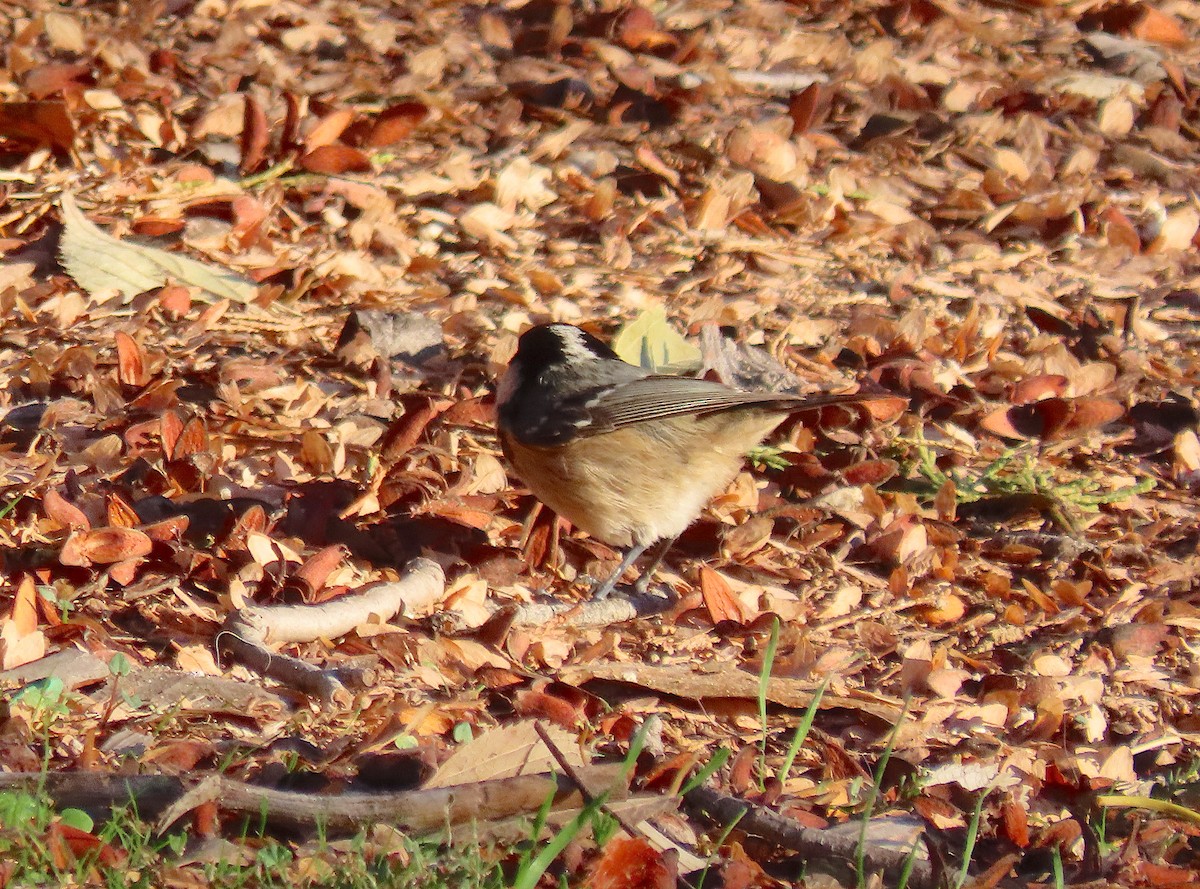 Өдөрч хөх бух - ML645950425