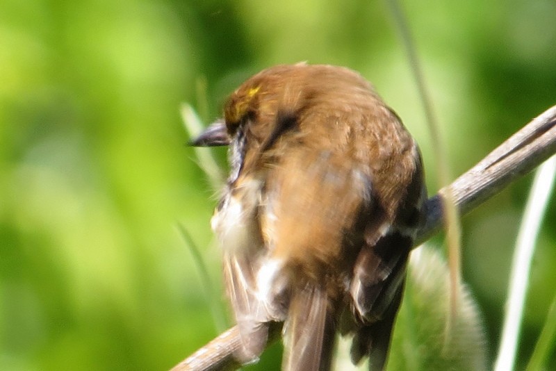 Bran-colored Flycatcher - ML645950427