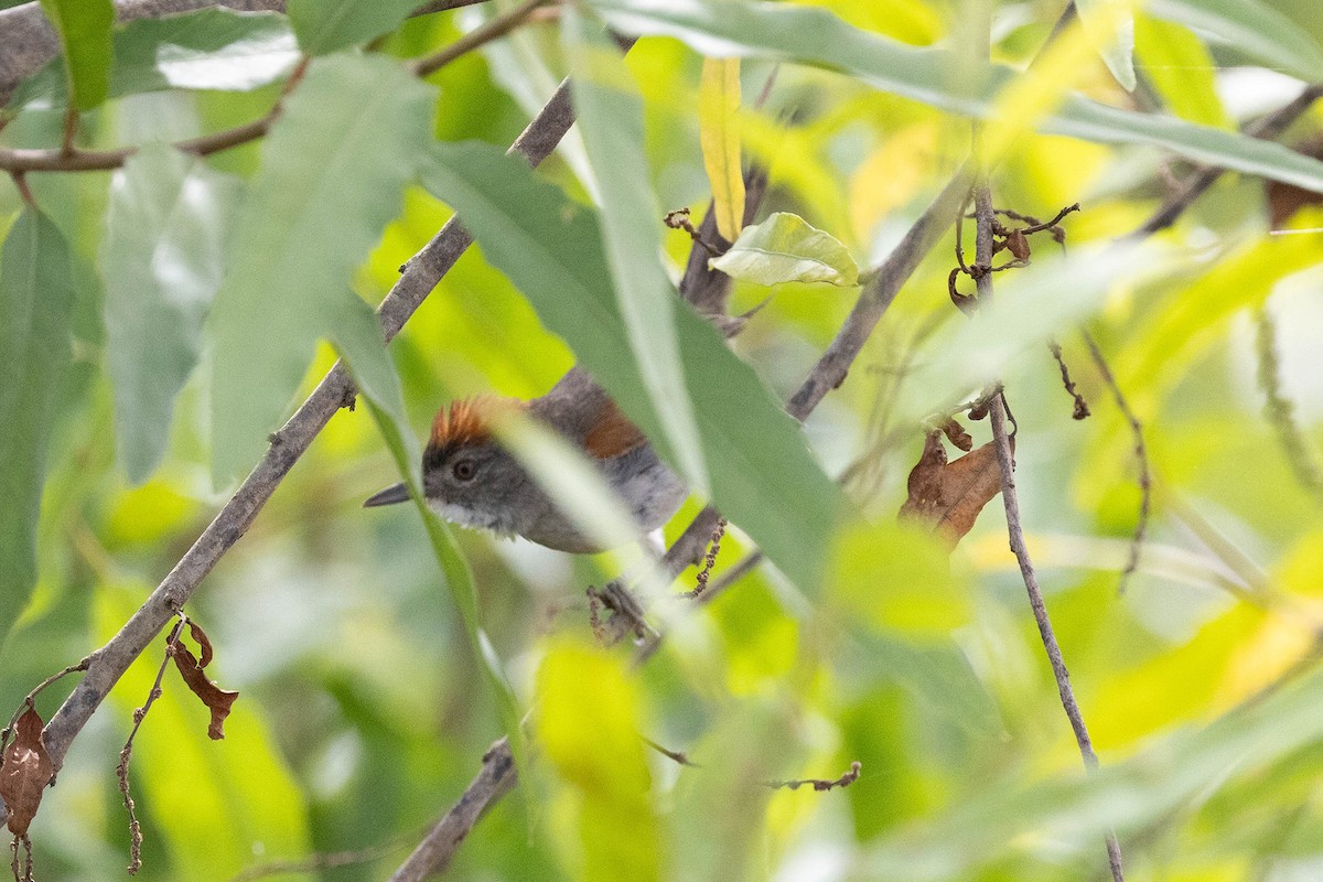 Rio Orinoco Spinetail - ML645950434