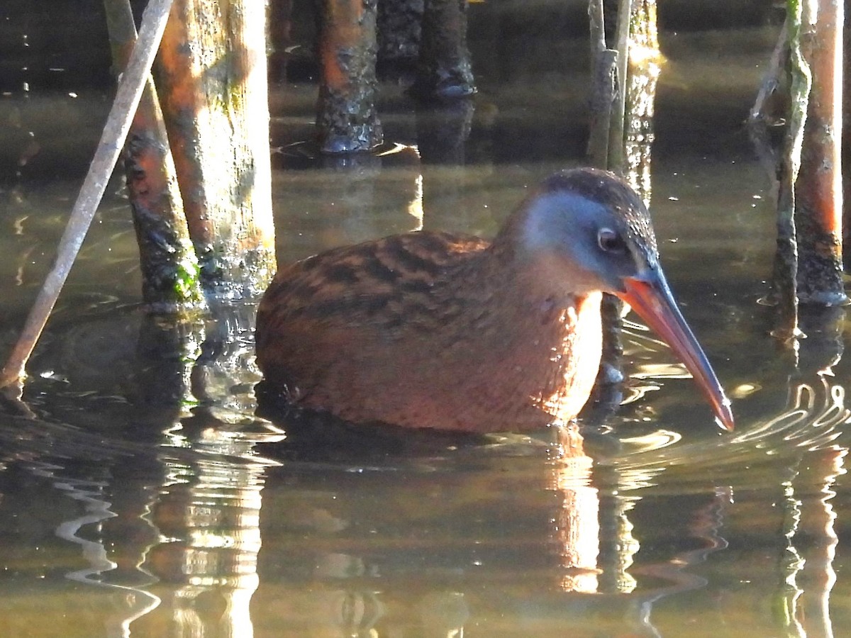 Uroilanda virginiarra - ML645950436