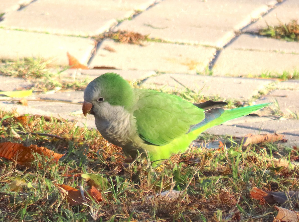 Калита сіроволий - ML645950443