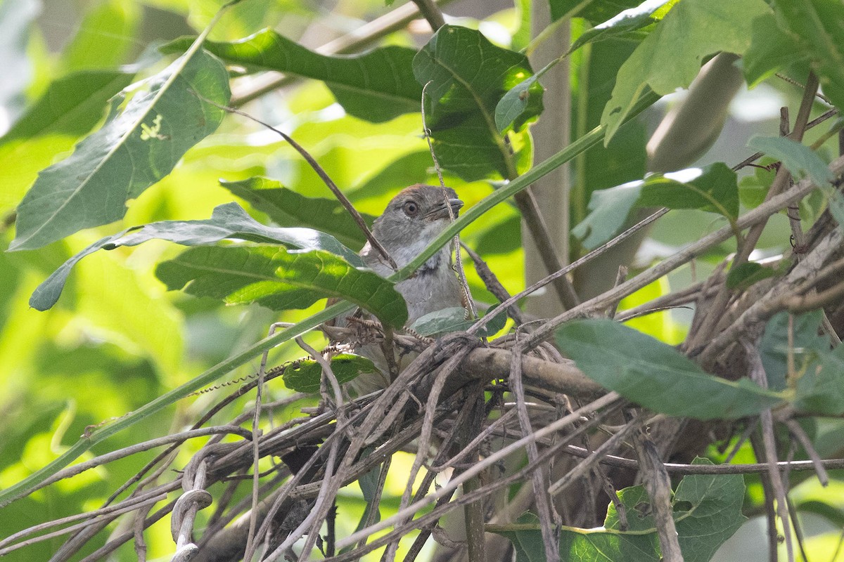 Rio Orinoco Spinetail - ML645950447