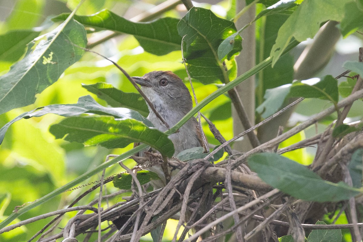 Rio Orinoco Spinetail - ML645950452