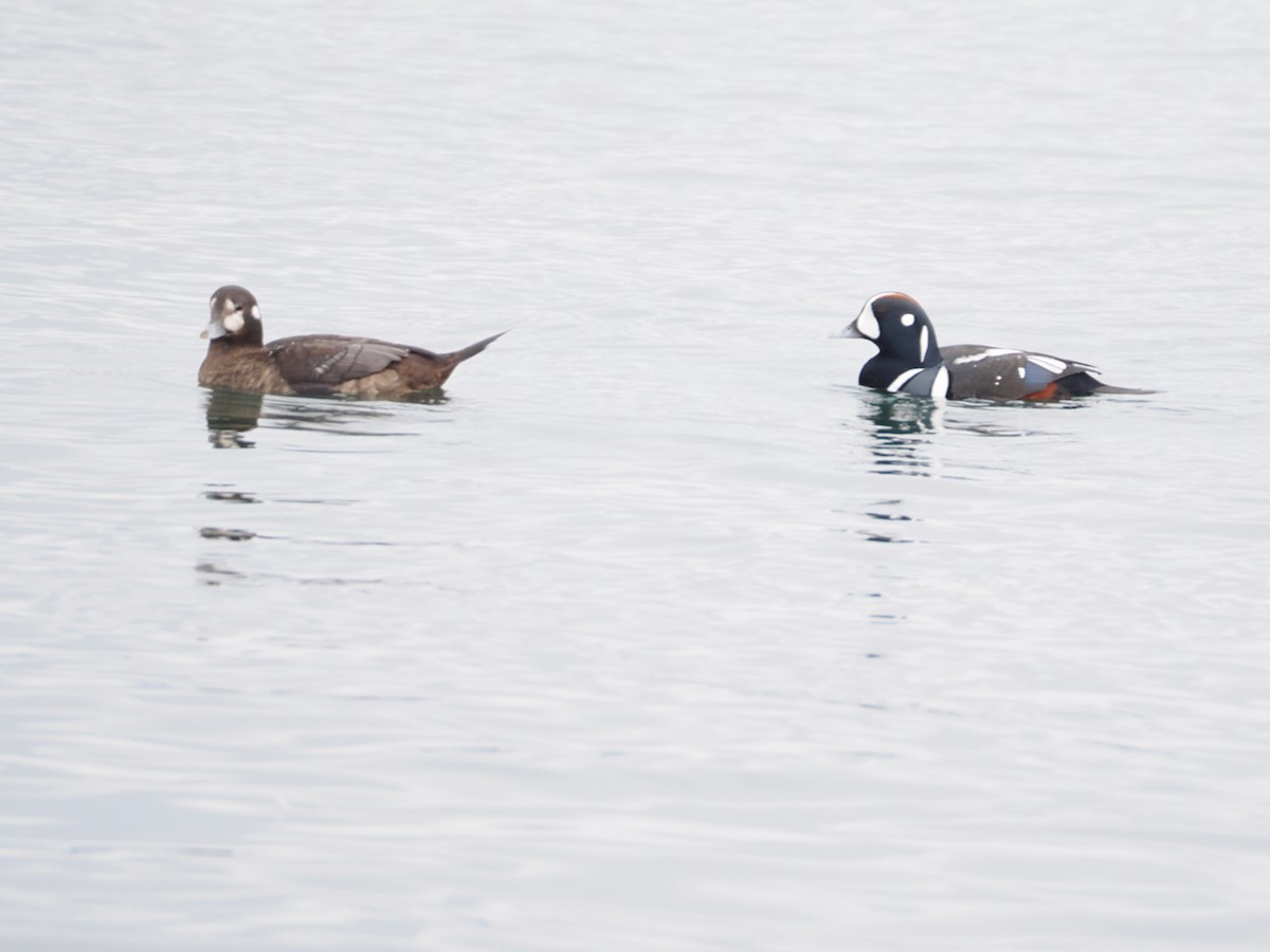 Ahate arlekina - ML645950453