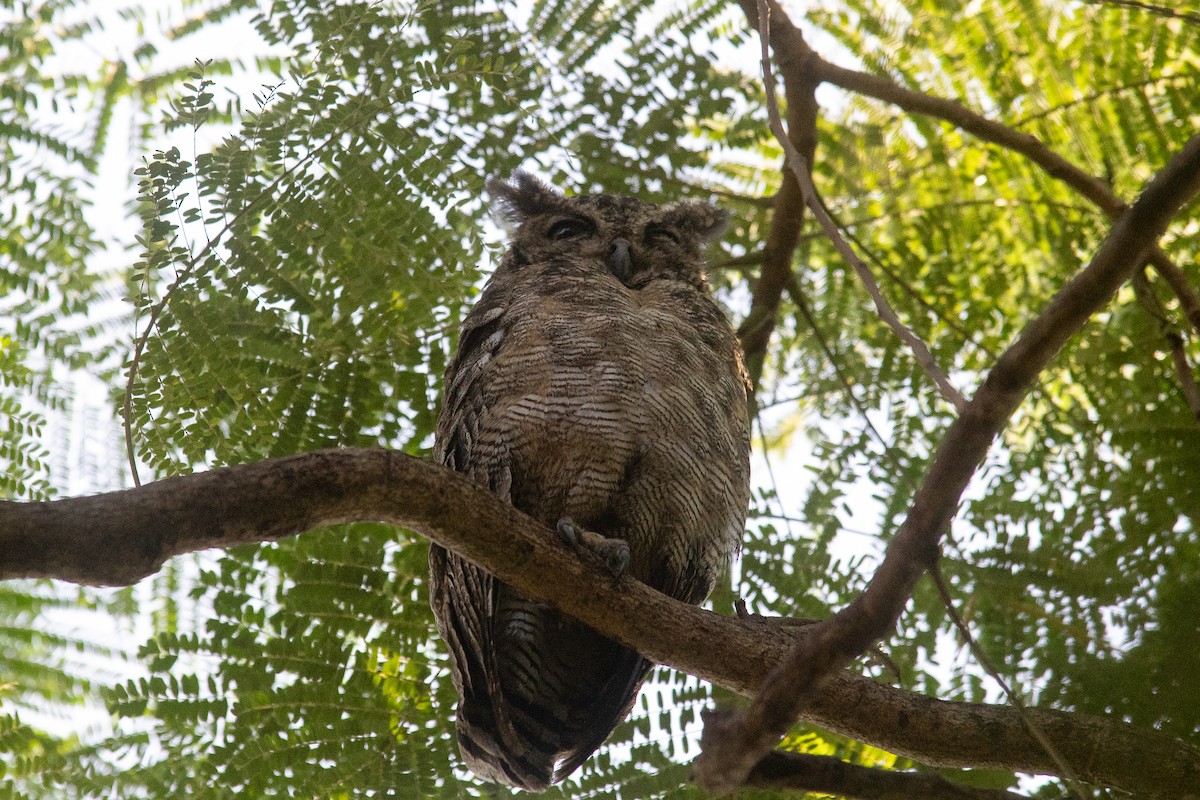Arabian Eagle-Owl - ML645950455