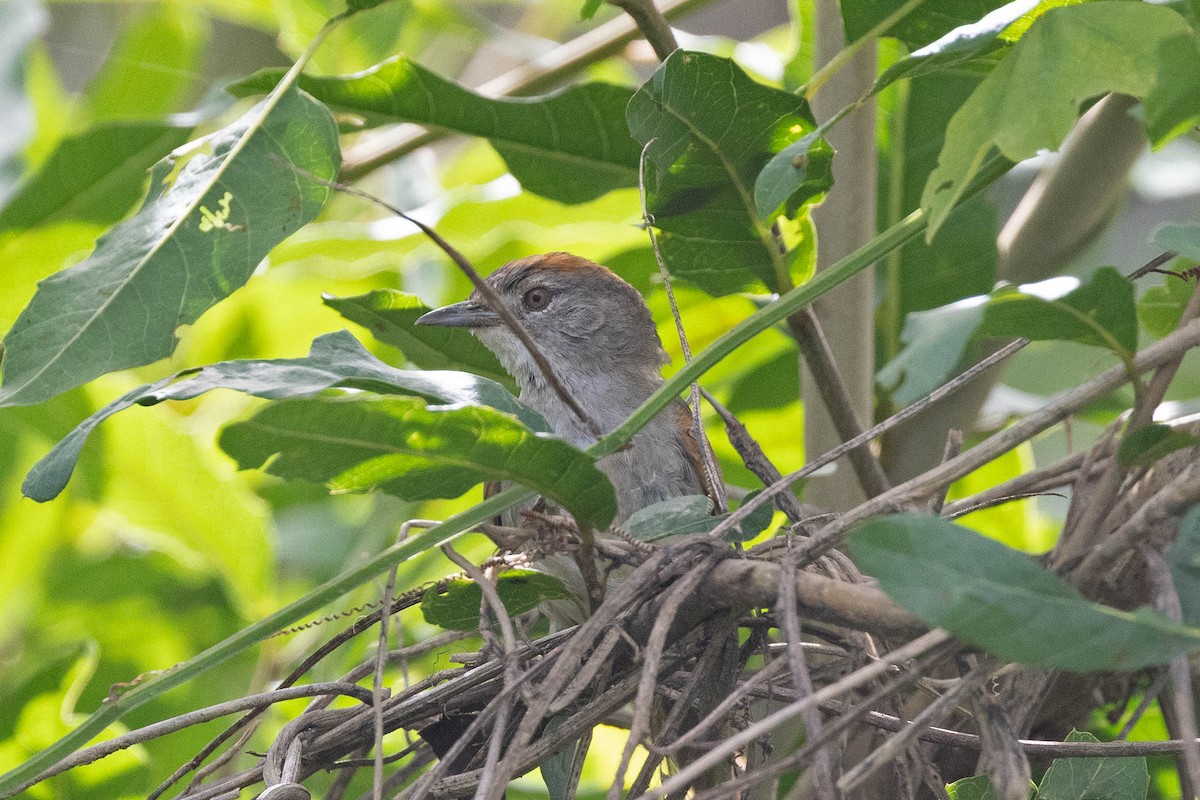 Rio Orinoco Spinetail - ML645950456